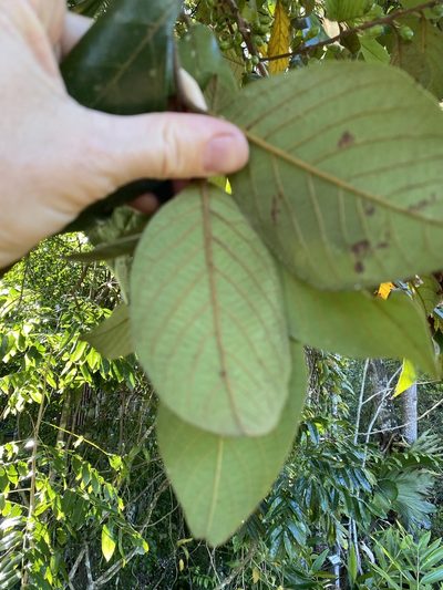 Litsea leefeana, photographed by Greg Tasney