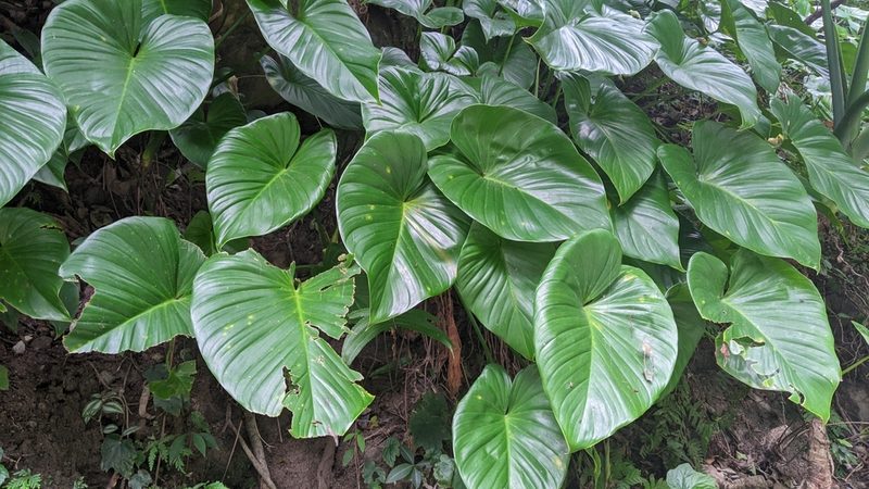 Homalomena philippinensis, photographed by Cheng-Te Hsu