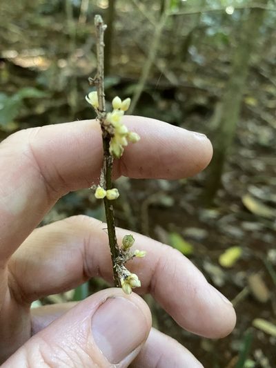 Romnalda strobilacea, photographed by Greg Tasney