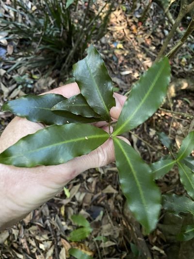 Tapeinosperma repandulum, photographed by Greg Tasney