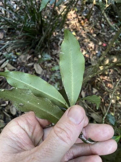 Tapeinosperma repandulum, photographed by Greg Tasney