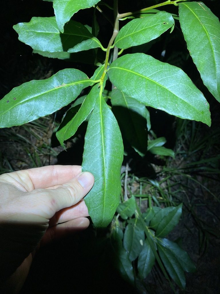 Symplocos stawellii, photographed by Greg Tasney