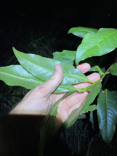 Symplocos stawellii, photographed by Greg Tasney