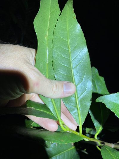Symplocos stawellii, photographed by Greg Tasney