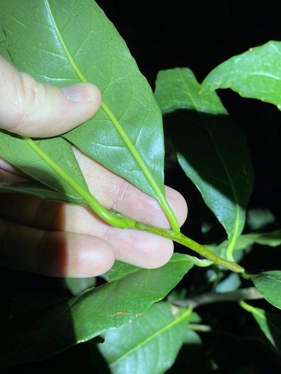 Symplocos stawellii, photographed by Greg Tasney