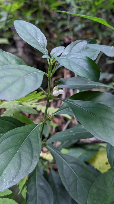 Justicia quadrifaria, photographed by Cheng-Te Hsu