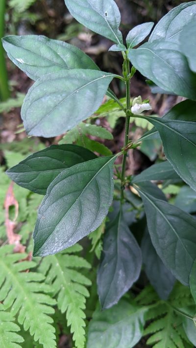 Justicia quadrifaria, photographed by Cheng-Te Hsu