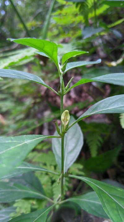 Justicia quadrifaria, photographed by Cheng-Te Hsu