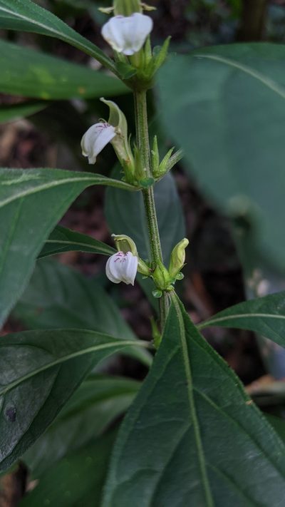 Justicia quadrifaria, photographed by Cheng-Te Hsu