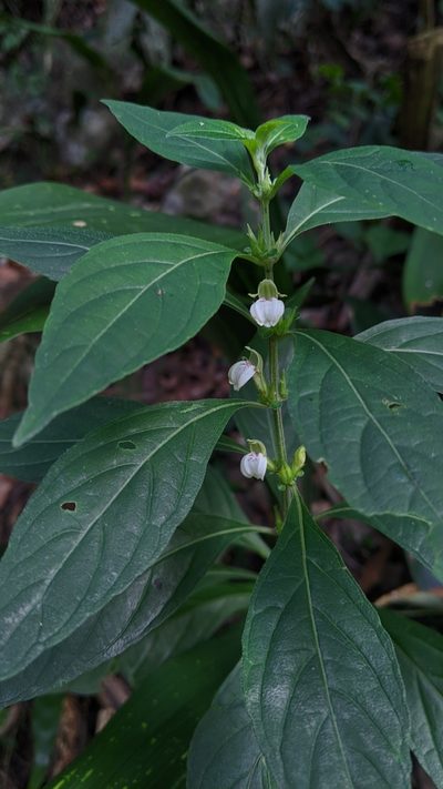 Justicia quadrifaria, photographed by Cheng-Te Hsu