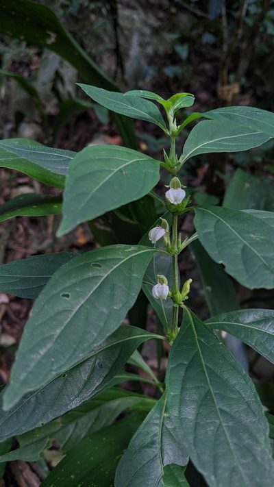 Justicia quadrifaria, photographed by Cheng-Te Hsu