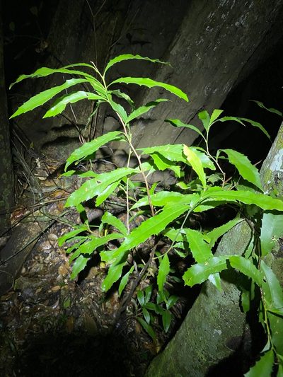 Helicia glabriflora, photographed by Greg Tasney
