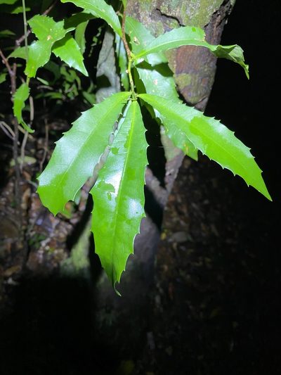 Helicia glabriflora, photographed by Greg Tasney