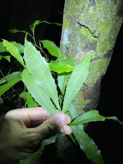 Helicia glabriflora, photographed by Greg Tasney
