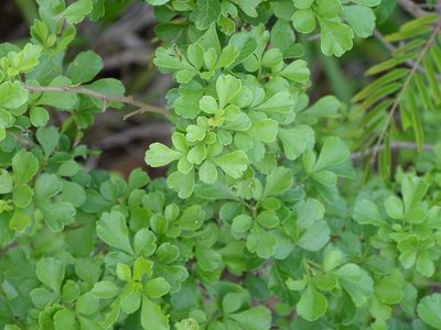 Searsia pentheri, photographed by Shaun Swanepoel