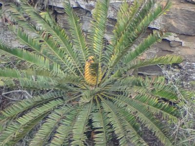 Encephalartos natalensis, photographed by Shaun Swanepoel