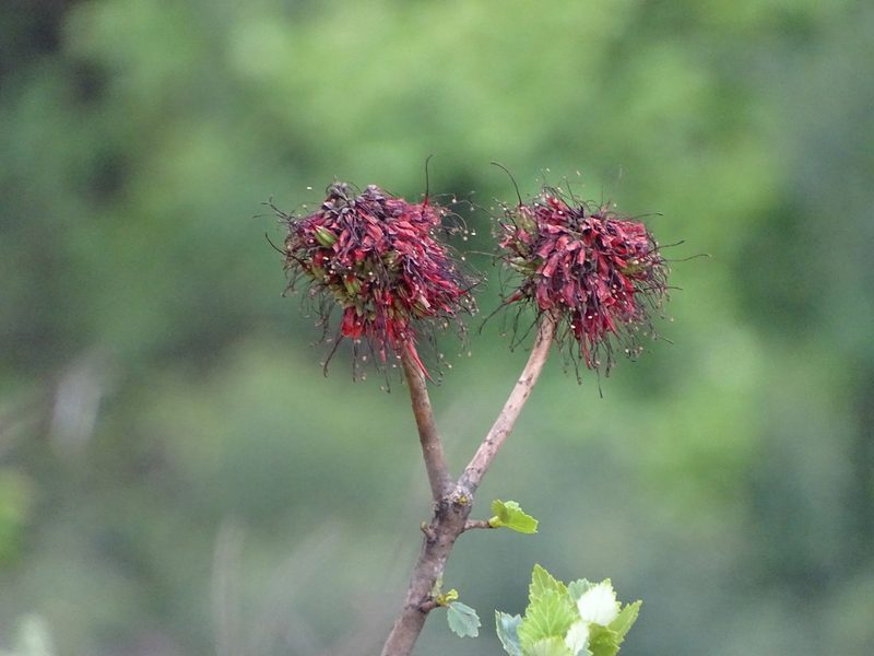 Greyia sutherlandii, photographed by Shaun Swanepoel