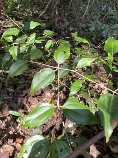 Rhodamnia acuminata, photographed by Greg Tasney