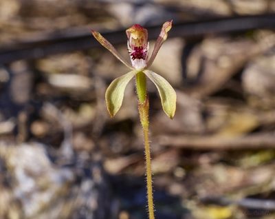 Caladenia transitoria, photographed by Brendan Costello
