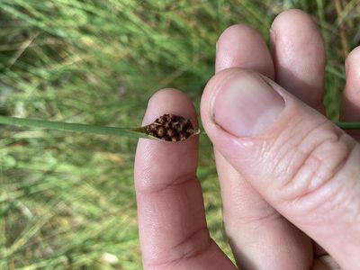 Chorizandra cymbaria, photographed by Greg Tasney