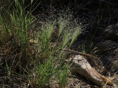 Muhlenbergia asperifolia, photographed by Jim Morefield