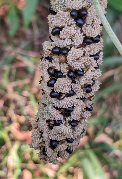 Mallotus apelta, photographed by portioid