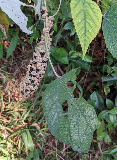 Mallotus apelta, photographed by portioid
