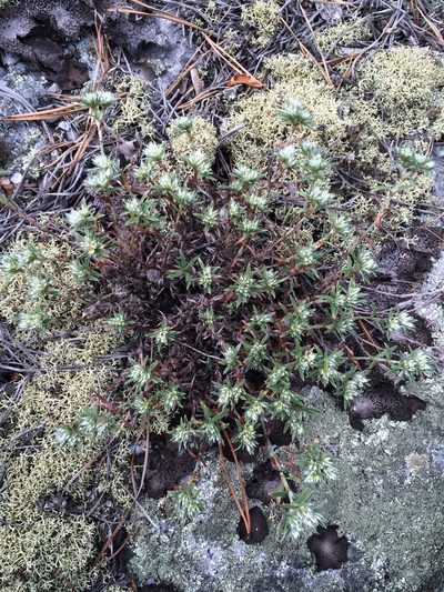 Paronychia argyrocoma, photographed by Matt Berger