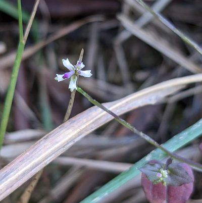 Salomonia cantoniensis, photographed by portioid