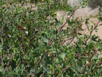 Othonna coronopifolia, photographed by Jeremy Gilmore