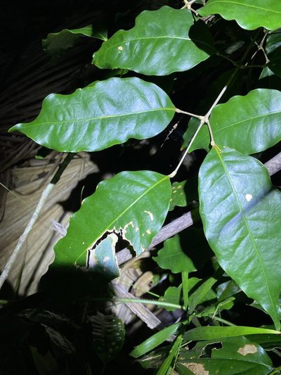 Canarium australasicum, photographed by Greg Tasney