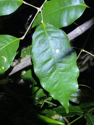 Canarium australasicum, photographed by Greg Tasney