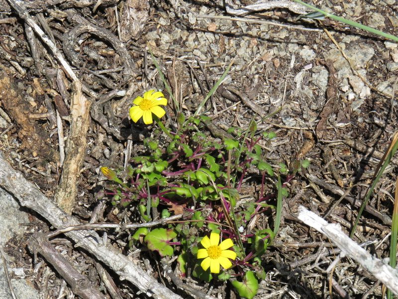 Cineraria angulosa, photographed by Jeremy Gilmore