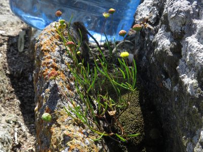 Cotula filifolia, photographed by Jeremy Gilmore