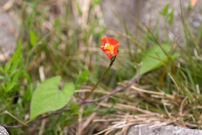 Ipomoea coccinea, photographed by WATANABE Hitoshi 渡辺仁