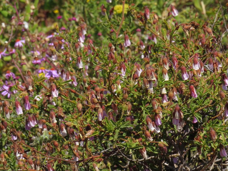 Hermannia heterophylla, photographed by Jeremy Gilmore