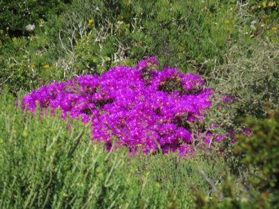 Lampranthus vernalis, photographed by Jeremy Gilmore
