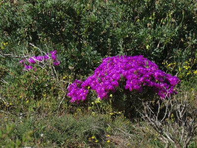 Lampranthus vernalis, photographed by Jeremy Gilmore