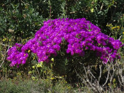 Lampranthus vernalis, photographed by Jeremy Gilmore