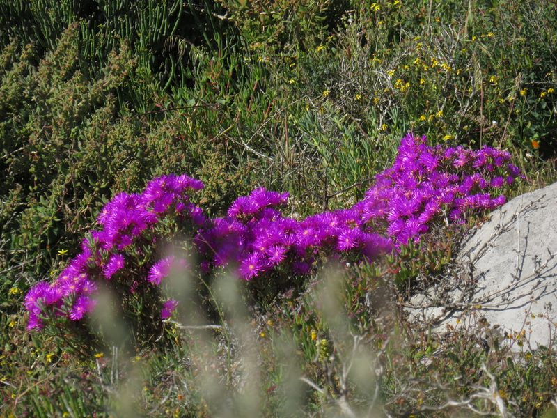 Lampranthus vernalis, photographed by Jeremy Gilmore