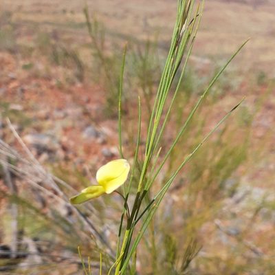 Templetonia hookeri, photographed by T. Hammer