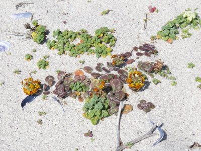 Manulea tomentosa, photographed by Jeremy Gilmore