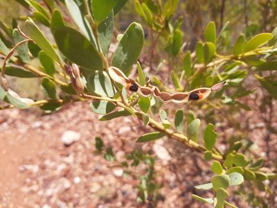Acacia bivenosa, photographed by T. Hammer