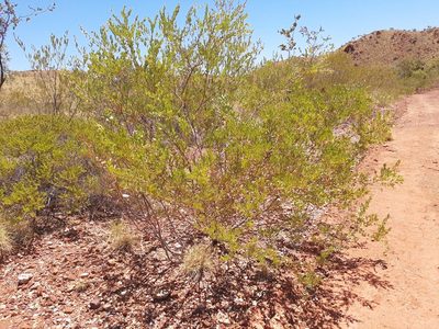 Acacia bivenosa, photographed by T. Hammer