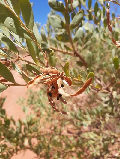 Acacia bivenosa, photographed by T. Hammer