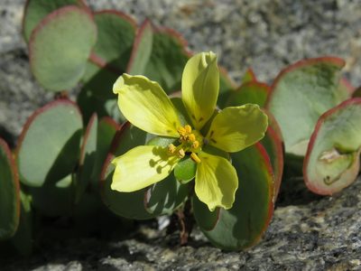 Roepera cordifolia, photographed by Jeremy Gilmore