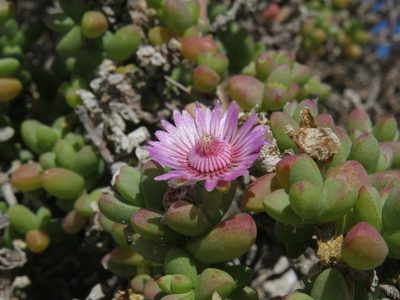 Amphibolia laevis, photographed by Jeremy Gilmore