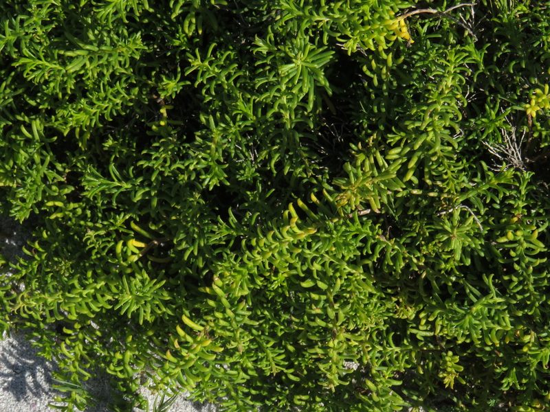 Pteronia uncinata, photographed by Jeremy Gilmore