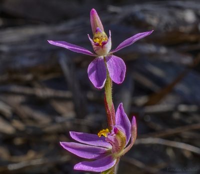Caladenia alata, photographed by Brendan Costello