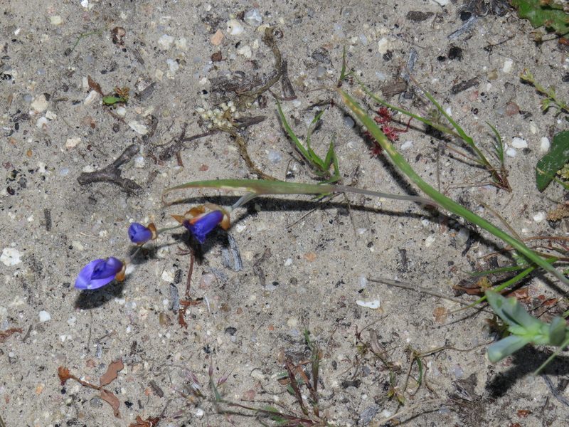 Geissorhiza lewisiae, photographed by Jeremy Gilmore
